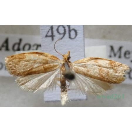 Adoxophyes orana (Fischer von Röslerstamm, 1834) Zwójka siatkóweczka Czech49b